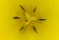 žuti tulipan