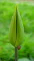 pup tulipana