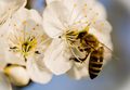 pčela na pašnj…