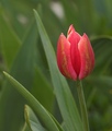 tulipan