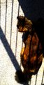 shadow cat