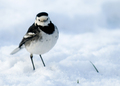 Motacilla alba