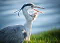 Grey heron