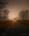 Ghost Horse