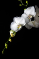 White Orchid