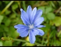Plavi Cvet