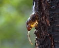 Tree Sap