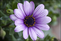 Osteospermum (…