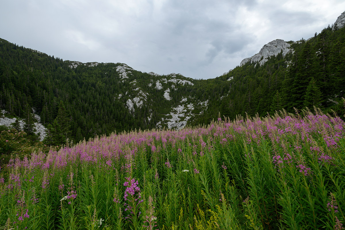 Rascvjetani Velebit