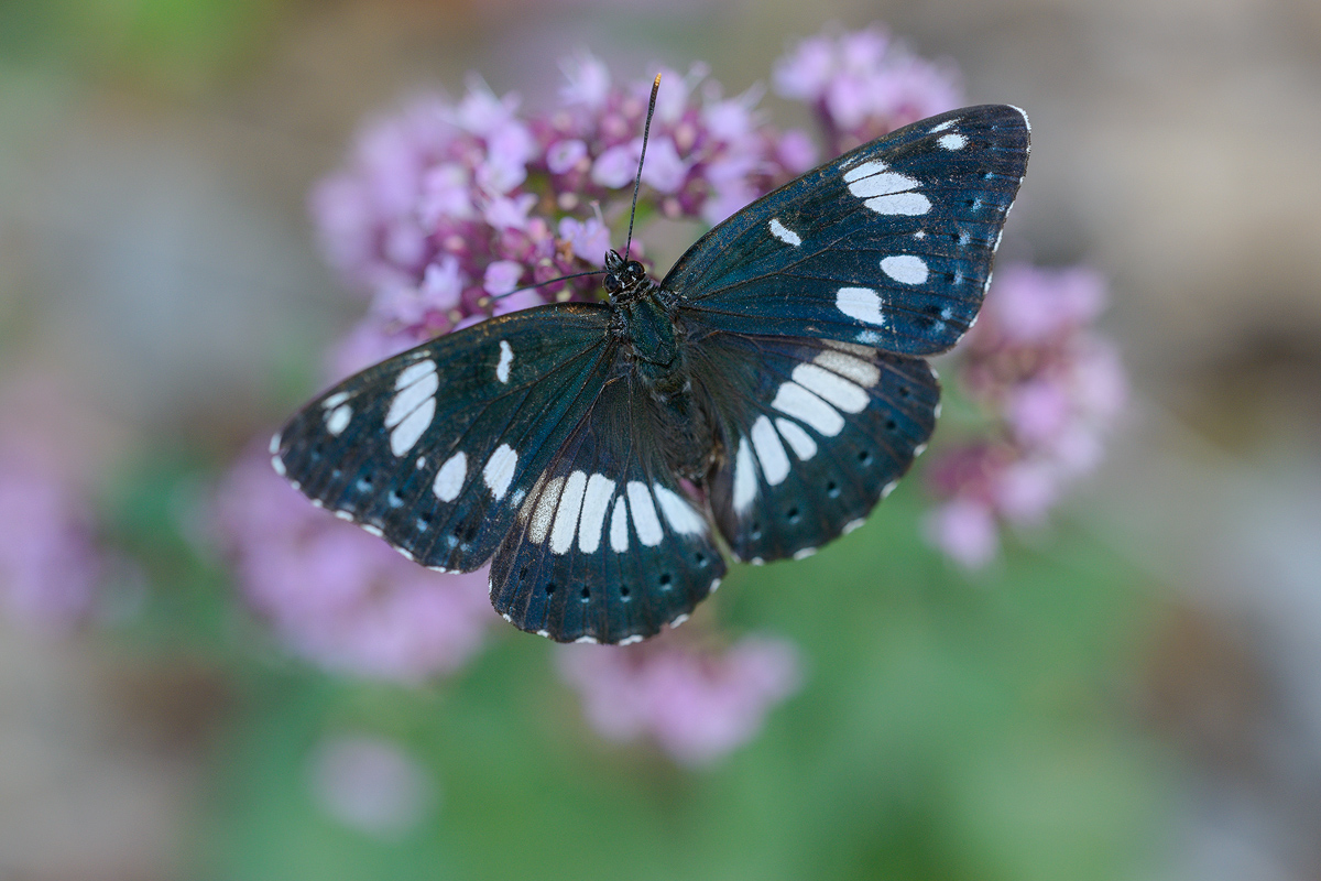 Plavi admiral