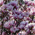 Magnolija