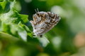Pelargonijin p…