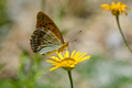 Zelena sedefica