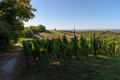 Vinogradi