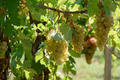 Bit će vina