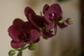 Orhideja