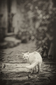 the white cat