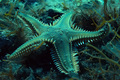 Astropecten pl…