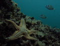 Astropecten sp…