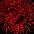 Actinia equina