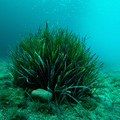 Posidonia ocea…