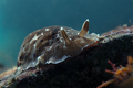 Dendrodoris gr…