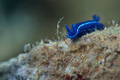 Hypselodoris o…