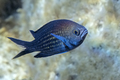 Crnej (Chromis…