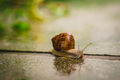 Snail