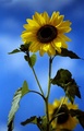 ...Suncem ugri…