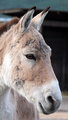 Horse portrait