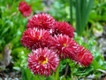 Pink flowers