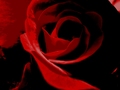 desert rose