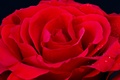 Red rose