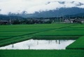 rižina polja,h…
