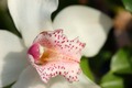 zubata orhideja