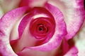 ruža te gleda …