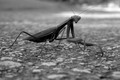Mantis religio&hellip;