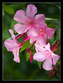 Oleander