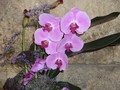 Orhideja5