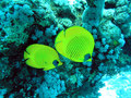 Butterfly fish