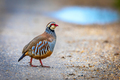 A partridge in…