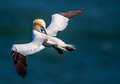 Gannet