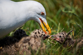 Larus marinus …