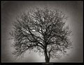 usamljeno drvo