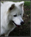 Samojed