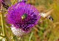 Osjak, Cirsium…