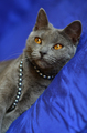 Lady chartreux