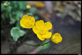 Water flowers