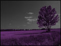 purple tree